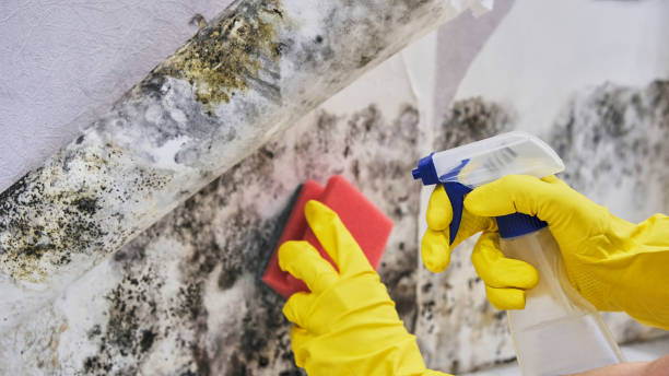 Best Attic Mold Removal  in Monroe, UT